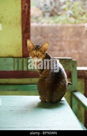 Un gatto domestico seduto su un tavolo e guardando sopra la sua spalla. Myanmar Foto Stock