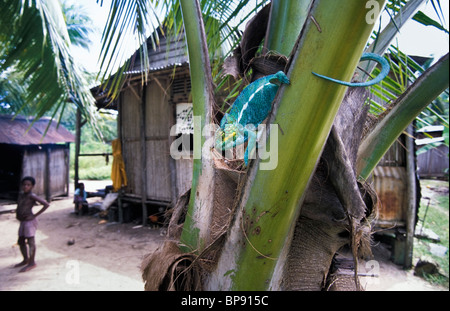 Panther Chameleon nel villaggio, Furcifer pardalis, Nosy Komba Isola, Madagascar Foto Stock