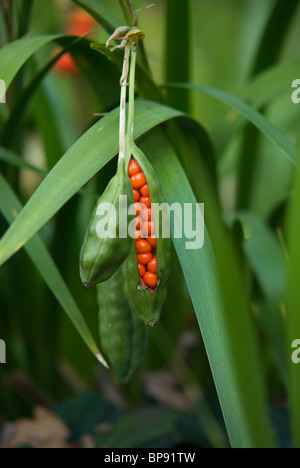 IRIS FOETIDISSIMA IRIS puzzolente Foto Stock