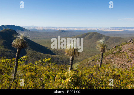 Erba Kingia alberi sul Monte Trio nelle gamme di Sterling National Park, Australia occidentale. Foto Stock