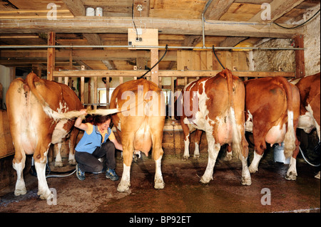 Donna milkding vacche nel fienile di vacca, Alta Baviera, Baviera, Germania Foto Stock