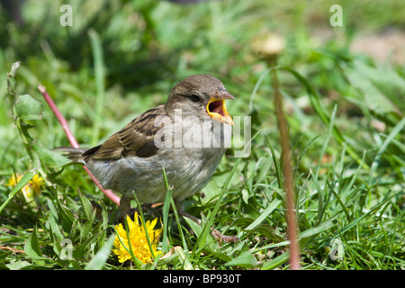 Una nuova operatività chick in Russia. Passer domesticus, casa passero Foto Stock