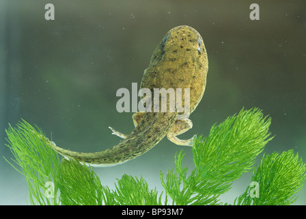 Green Frog tadpole (Rana clamitans) con sviluppo coda e gamba, e USA, di Sharon Cummings/Dembinsky Photo Assoc Foto Stock