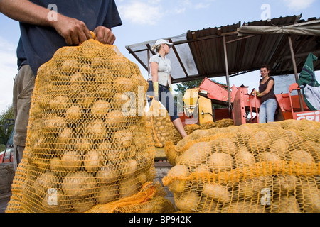 Lavoratori, sacchi di patate, Bassa Sassonia, Germania settentrionale Foto Stock