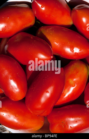 Fresco di raccolto di pomodori San Marzano da giardino USA Foto Stock