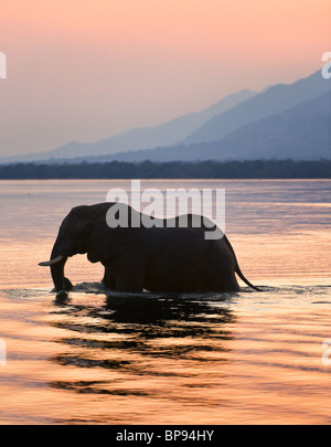 Il tramonto. Elefante sul fiume Zambesi. Foto Stock