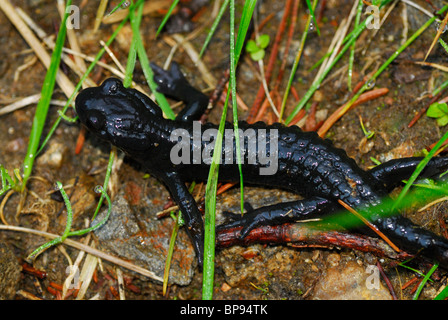 Alpine (Salamandra salamandra atra), Stubai, Alpi dello Stubai, Tirolo, Austria Foto Stock
