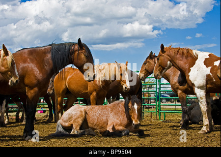 Un allevamento di cavalli domestici in appoggio Foto Stock