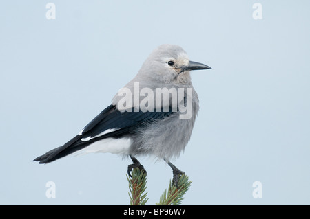 Clarks schiaccianoci (Nucifraga columbiana) in piedi su due rametti di abete rosso. Foto Stock