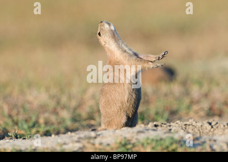 Nero-tailed cane della prateria, pianure Prairie Dog (Cynomys ludovicians), chiamando. Foto Stock