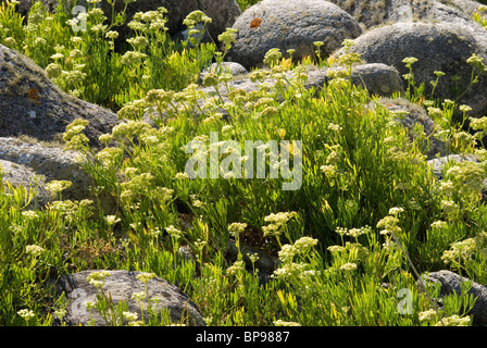 Samphire o il finocchio di mare (Crithmum maritimum) Foto Stock