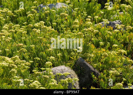 Samphire o il finocchio di mare (Crithmum maritimum) Foto Stock