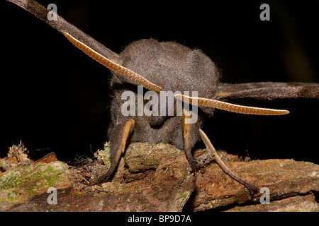 Il PIOPPO Hawk Moth Laothoe populi antenne close-up insetto Foto Stock