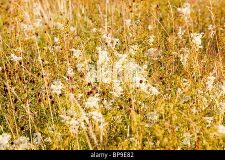 Olmaria (Filipendula ulmaria) cresce in un selvaggio fiore prato sul lato del fiume Brathay, Amblesaide Foto Stock