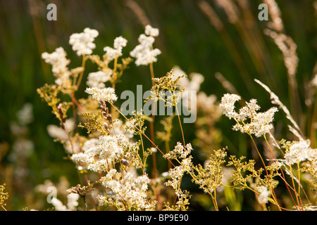 Olmaria (Filipendula ulmaria) cresce in un selvaggio fiore prato sul lato del fiume Brathay, Amblesaide Foto Stock