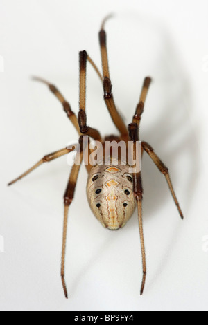 La vedova marrone (Latrodectus geometricus) Foto Stock