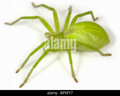 Una femmina verde Huntsman spider (Micrommata virescens) su sfondo bianco. Parte della famiglia Sparassidae. Foto Stock