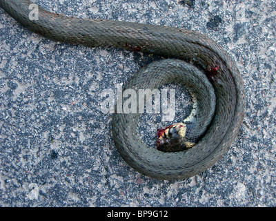 Eseguire-over biscia giacente su una strada asfaltata. Foto Stock