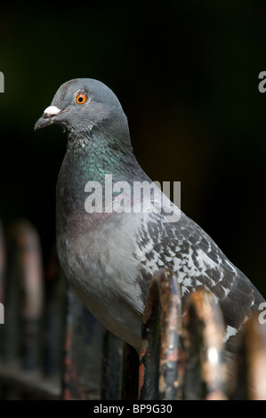 Feral pigeon Columba livia Foto Stock