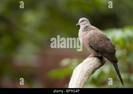 Avvistato Tortora Streptopelia chinensis Foto Stock