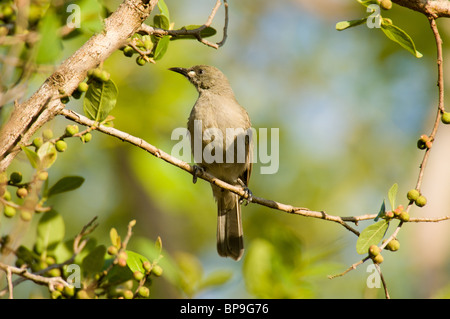 Bianco-cheeked Honeyeater Lichenostomus leucotis Foto Stock