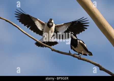 Australian Gazza Lark Grallina cyanoleuca Foto Stock