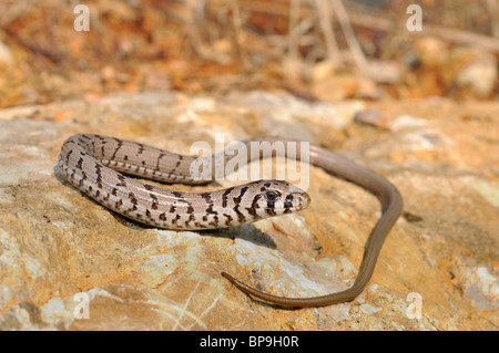 Vetro europea lucertola, vetro blindato lizard (Ophisaurus apodus, Pseudopus apodus), capretti, Grecia, Peloponnes Foto Stock