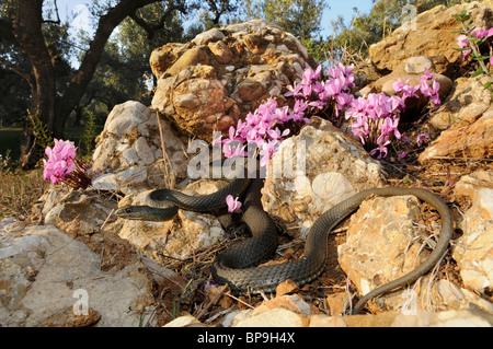 Montpellier snake (insignitus Malpolon, Malpolon monspessulanus insignitus), nella parte anteriore del Greco (Sowbread Ciclamino graecum) in un Foto Stock
