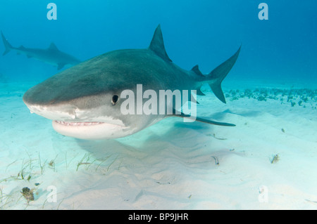 Tiger Shark delle Bahamas Foto Stock