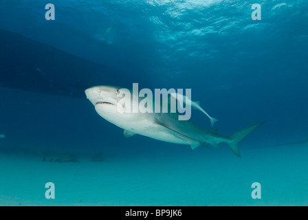 Tiger Shark delle Bahamas Foto Stock