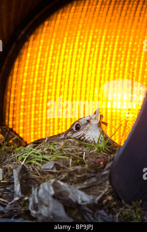 Mistle Thrush Turdus viscivorus Foto Stock