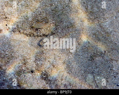 Un piccolo pesce, camuffato come sabbia sul fondo del Mediterraneo. Foto Stock