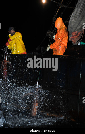 I pescatori locali di pesca calamaro di Humboldt nel mare di Cortez Foto Stock