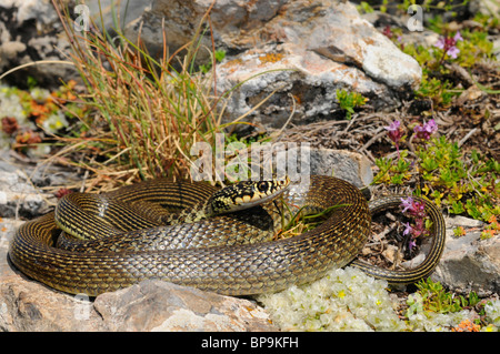 Unione frusta snake, dell'Europa occidentale frusta snake, verde scuro e whipsnake (Coluber viridiflavus) arrotolato su una pietra, Spagna, Pyr Foto Stock