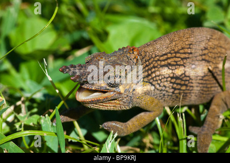 Due-cornuto camaleonte tavetanum Bradypodion Kilimanjaro Tanzania Foto Stock