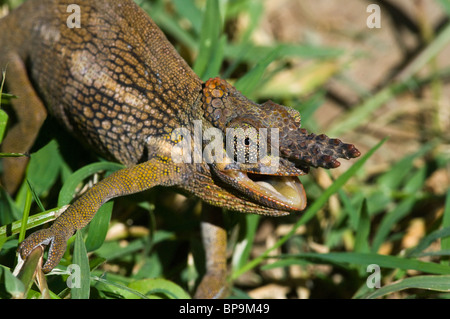 Due-cornuto camaleonte tavetanum Bradypodion Kilimanjaro Tanzania Foto Stock
