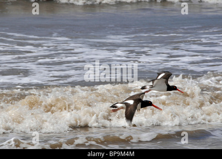 American, Oystercatchers Haematopus palliatus, Lagoa do Peixe Naional Park, Mostardas, Rio Grande do Sul - Brasile Foto Stock