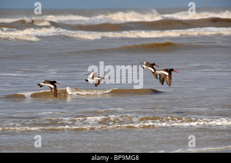 Quattro americani, Oystercatchers Haematopus palliatus, volare sulle onde, Lagoa do Peixe National Park, Rio Grande do Sul - Brasile Foto Stock