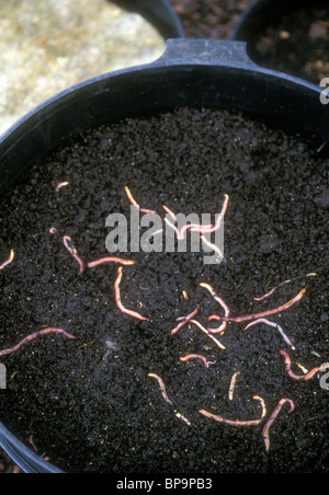 Worm compost bin vermicompost che mostra il coperchio & red worm nello strato superiore di materiali decomposti; vedere anche la prima immagine vassoio chiuso Foto Stock