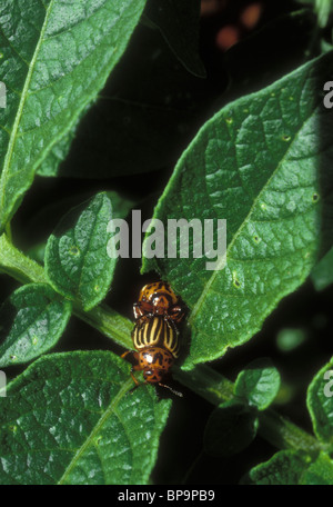 Leptinotarsa decem-lineata Colorado potato beetle parassiti coniugata sul raccolto vegetale Foto Stock