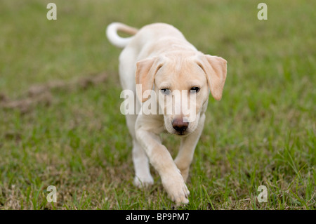 Il Labrador cucciolo di cane Foto Stock