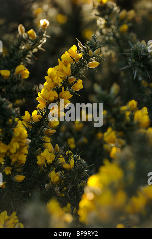 Gorse comune fioritura in giallo, retroilluminati da il sole che sorge su una mattina di primavera. Foto Stock