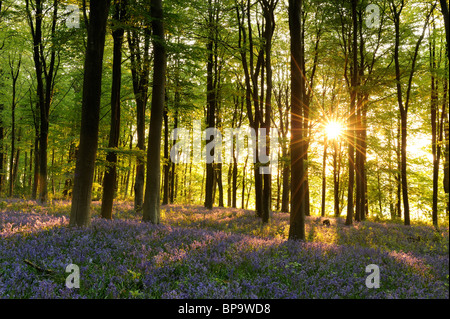 Bluebells tra faggi nel West boschi, Wiltshire, con il sorgere del sole mattutino visibile attraverso gli alberi. Foto Stock