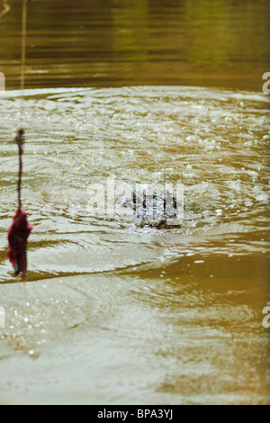 Un grande coccodrillo di acqua salata (Crocodylus porosus) nuota verso un battito crudo esca Hartleys Crocodile Farm. Foto Stock