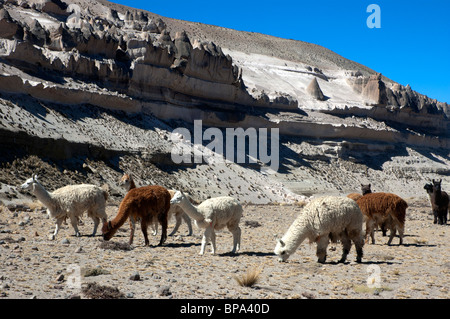 Alpaca, Vicugna pacos, pascolano nella Reserva Nacional Salinas y Aguada Blanca, nei pressi di Arequipa, Perù. Foto Stock