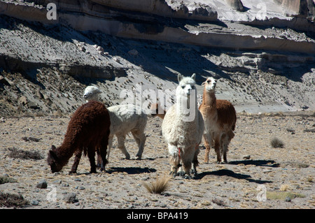 Alpaca, Vicugna pacos, pascolano nella Reserva Nacional Salinas y Aguada Blanca, nei pressi di Arequipa, Perù. Foto Stock