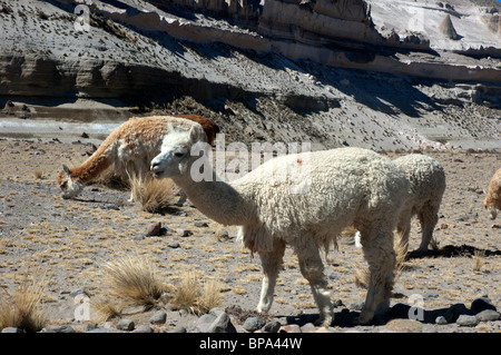 Alpaca, Vicugna pacos, pascolano nella Reserva Nacional Salinas y Aguada Blanca, nei pressi di Arequipa, Perù. Foto Stock