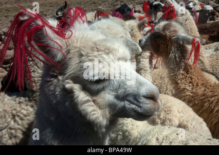 Alpaca, Vicugna pacos, con colorati orecchio le etichette di identificazione in mostra per i turisti, vicino a Arequipa, Perù. Foto Stock