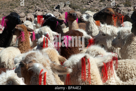 Alpaca, Vicugna pacos, con colorati orecchio le etichette di identificazione in mostra per i turisti, vicino a Arequipa, Perù. Foto Stock