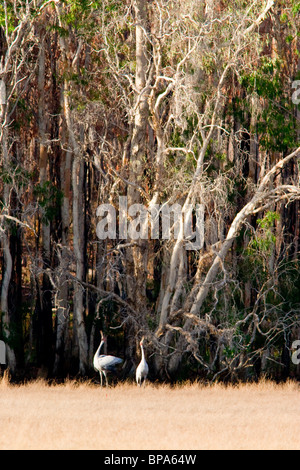 Una coniugata coppia di brolgas (Grus rubicunda) chiamata e visualizzare nella fresca aria del mattino in zone umide Aurukun, Cape York. Foto Stock